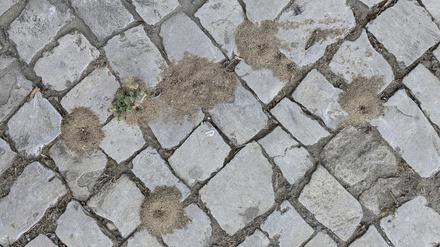 In Potsdam fallen vermehrt von Ameisen aufgeschüttete Sandhäufchen an Wegen, Straßen, Pflaster und in Gärten auf. Steckt eine neue invasive Ameisenart dahinter?