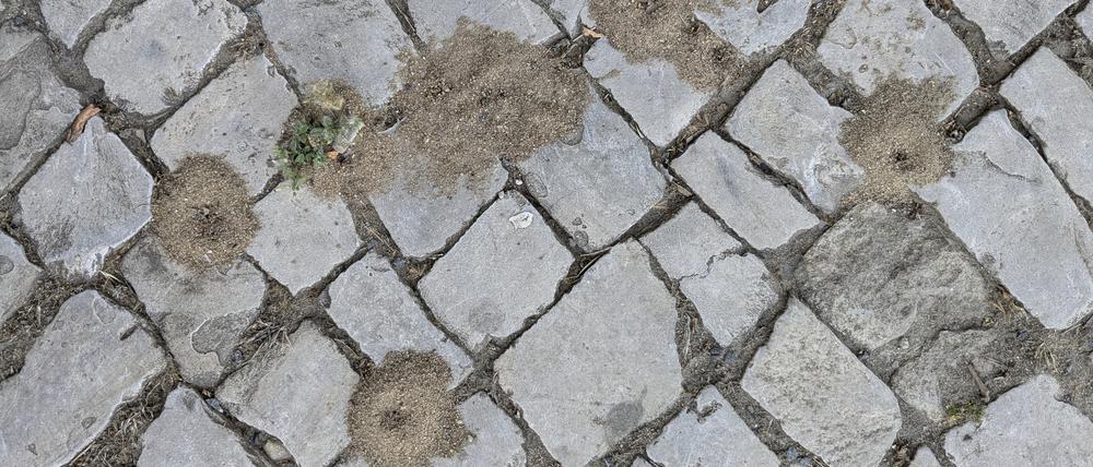 In Potsdam fallen vermehrt von Ameisen aufgeschüttete Sandhäufchen an Wegen, Straßen, Pflaster und in Gärten auf. Steckt eine neue invasive Ameisenart dahinter?