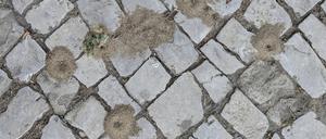 In Potsdam fallen vermehrt von Ameisen aufgeschüttete Sandhäufchen an Wegen, Straßen, Pflaster und in Gärten auf. Steckt eine neue invasive Ameisenart dahinter?