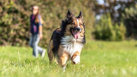 Ein Hund läuft ohne Leine auf einer Wiese.