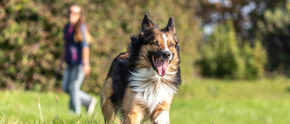 Ein Hund läuft ohne Leine auf einer Wiese.