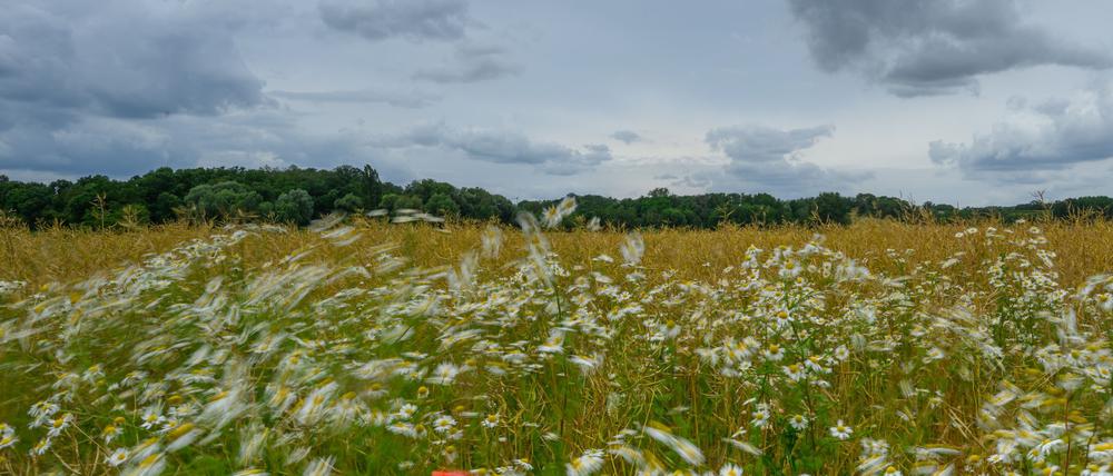 Schauer bringen in den nächsten zwei Tagen örtlich Regen, bis sich die Sonne ihre Bahn durch die Wolkendecke bricht. (Symbolbild)