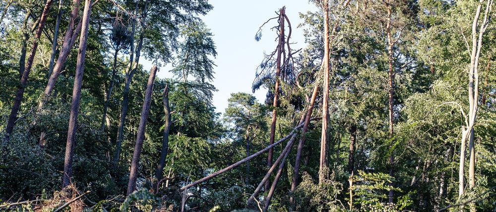 Betreten darf man die Wälder weiterhin nicht, der Tegeler und Spandauer Forst bleiben vorerst gesperrt.