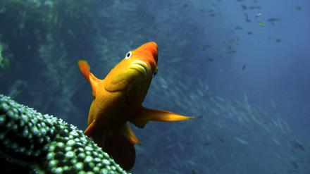 Ein Garibaldifisch (Hypsypops rubicundus), der seine Haltung aktiv mit Brustflossenbewegungen stabilisiert, während er in der Nähe von San Clemente Island in Südkalifornien im Wasser schwebt.
