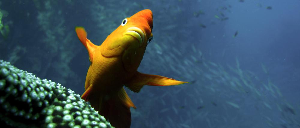 Ein Garibaldifisch (Hypsypops rubicundus), der seine Haltung aktiv mit Brustflossenbewegungen stabilisiert, während er in der Nähe von San Clemente Island in Südkalifornien im Wasser schwebt.