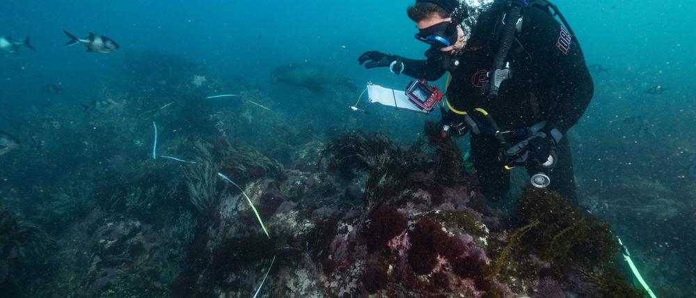Die Algenblüte hat bereits Zehntausende Meeresbewohner das Leben gekostet. 