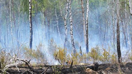 Der Waldbrandschutzbeauftragte Brandenburgs gibt keine Entwarnung. (Symbolbild)