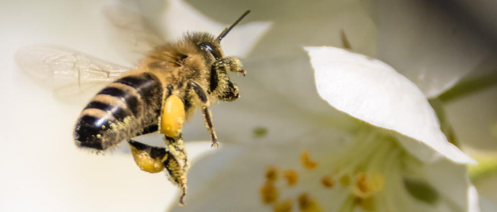 Honigbiene in einer Blüte.