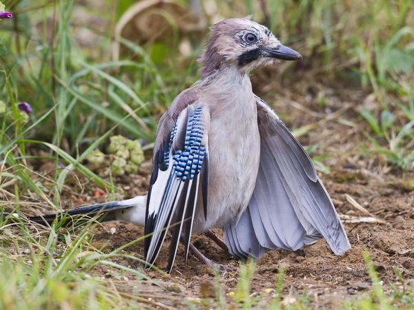 Jay - ant bathing Garrulus glandarius. Bedfordshire UK. PUBLICATIONxINxGERxSUIxAUTxONLY Copyright: BrianxBevan 10733314