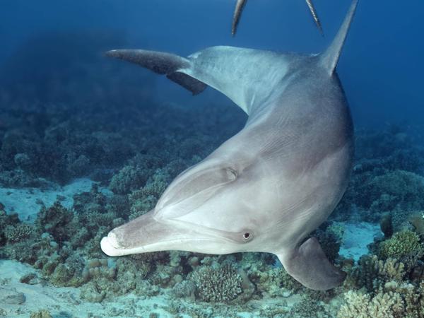 Zwei, Großer Tümmler Tursiops truncatus, weiblich, mit Jungtier, Kalb, Korallenriff, Rotes Meer, Ägypten, Afrika *** Two, bottlenose dolphin Tursiops truncatus , female, with young, calf, coral reef, Red Sea, Egypt, Africa Copyright: imageBROKER/NorbertxProbst iblnpr08141595.jpg Bitte beachten Sie die gesetzlichen Bestimmungen des deutschen Urheberrechtes hinsichtlich der Namensnennung des Fotografen im direkten Umfeld der Veröffentlichung!