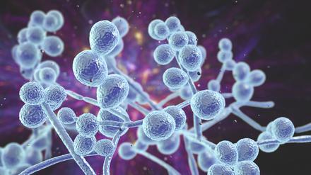 Resistente Candida-Pilze sind eine ernste Gesundheitsgefahr. 