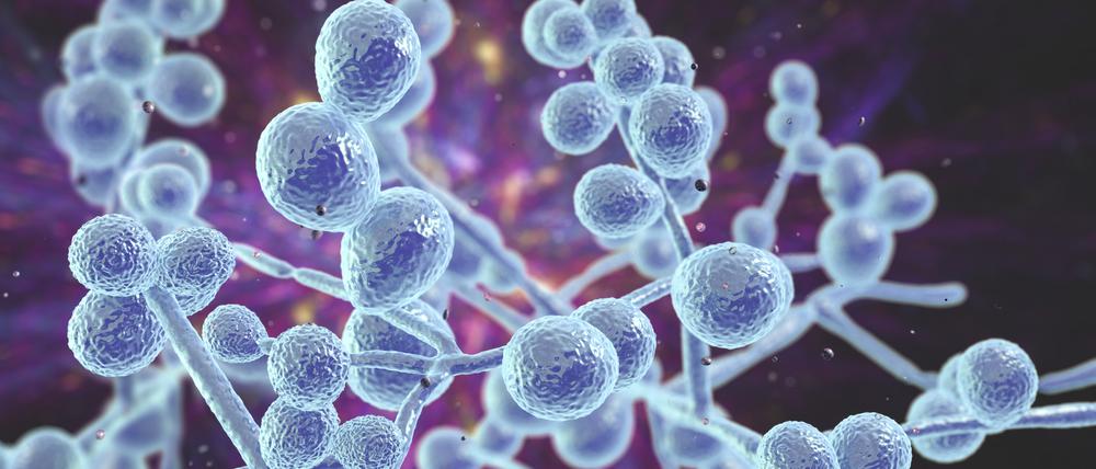 Resistente Candida-Pilze sind eine ernste Gesundheitsgefahr.