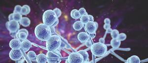 Resistente Candida-Pilze sind eine ernste Gesundheitsgefahr. 