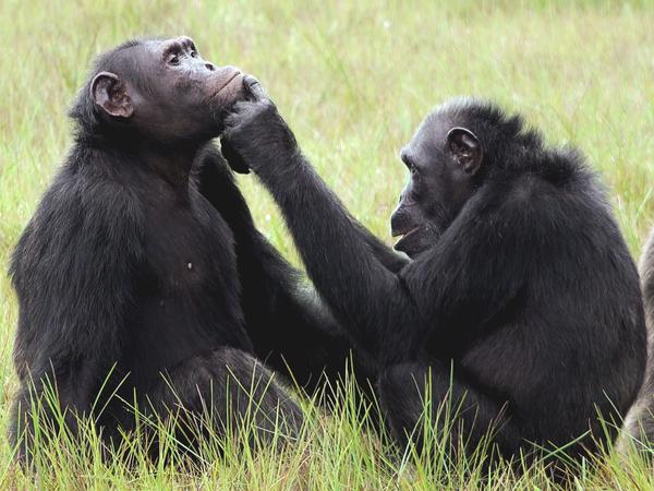 HANDOUT - Roxy und Thea aus der Gemeinschaft von etwa 45 Schimpansen, die im Loango-Nationalpark in Gabun leben und vom «Ozouga»-Schimpansenprojekt untersucht werden. Wie ein Forscherteam aus Osnabrück und Leipzig herausgefunden hat, wurden in freier Wildbahn lebende Schimpansen erstmalig dabei beobachtet, wie sie fliegende Insekten fangen und sie nicht nur in ihre eigenen Wunden legen, sondern auch in die ihrer Gruppenmitglieder. (zu dpa "Schimpansen legen Insekt in Wunde - gezielt als Heilmittel?") +++ dpa-Bildfunk +++
