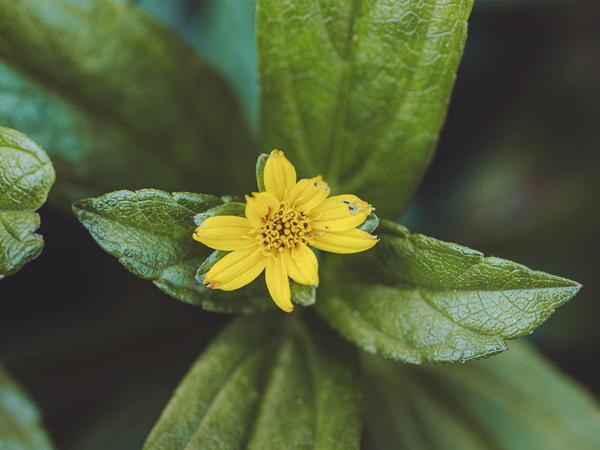 A top view of a yellow aspilia flower with its fresh leaves xkwx aspilia, backdrop, background, bloom, blossom, botany, bright, closeup, color, concept, delicate, environment, flora, flower, fresh, garden, growth, leaves, nature, nobody, outside, petal, shallow focus, stem, top view, vibrant, yellow