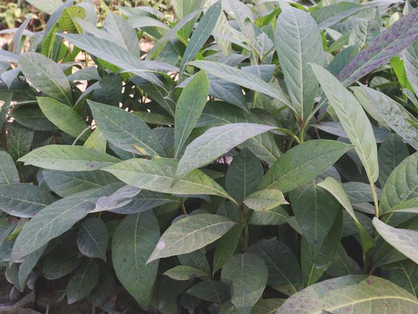 Vernonia Amygdalina flower plant on farm for harvest are cash crops xkwx Vernonia Amygdalina food green garden fresh plant organic natural tree herb nature leaf growth flora spring healthy health flower closeup macro basil lagos waterdrop bright season colours water background chinese dew freshness vegetable herbal rain mint nan foliage summer daisy family