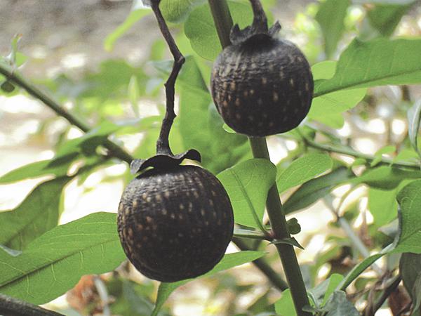 Plan_rapproché_de_la_graine_vitex_doniana_dit__graine_bouchon__prise_au_Musée_de_Villèle.jpeg