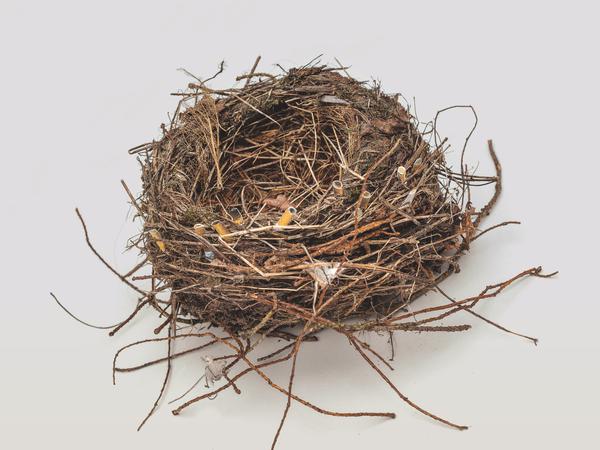 Ecology, a bird's nest with cigarette butts