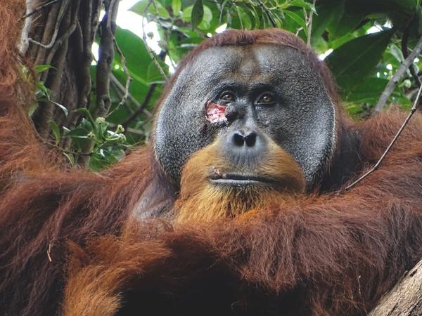 Facial wound of adult flanged male Rakus (photo taken on June 23, two days before applying the plant mesh to the wound). Credit: Armas.
