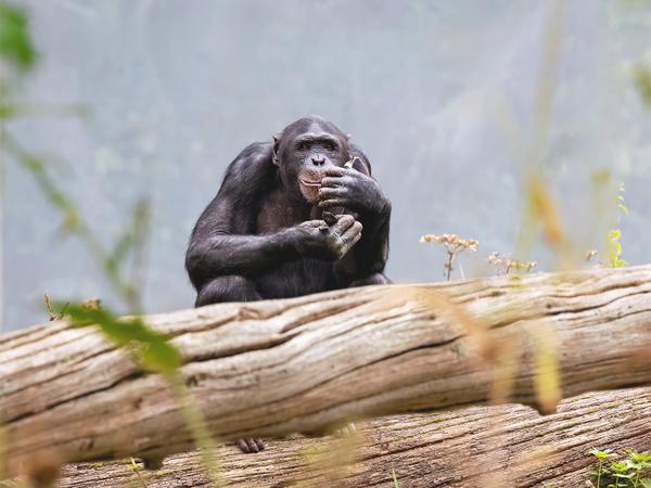 A chimpanzee sitting on a log in a natural habitat, surrounded by greenery and looking contemplative