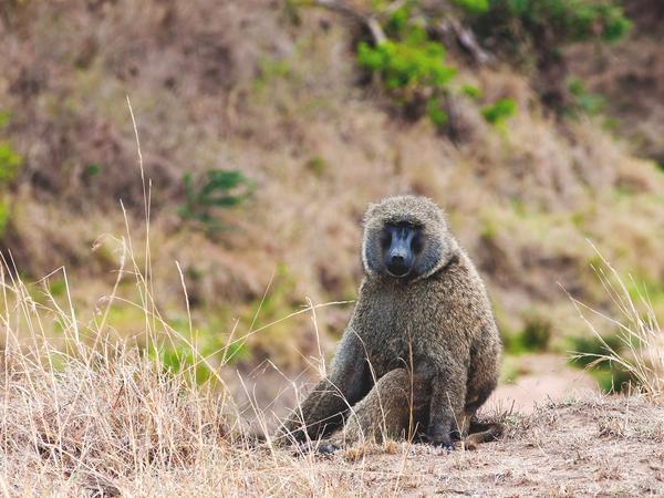 Olive baboon (Papio anubis), or Anubis baboon, Maasai Mara National Reserve, Kenya, East Africa