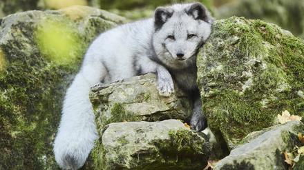 Creative Highlights World Polarfuchs (Vulpes lagopus) auf einem Felsen, Bayern, Deutschland, Europa