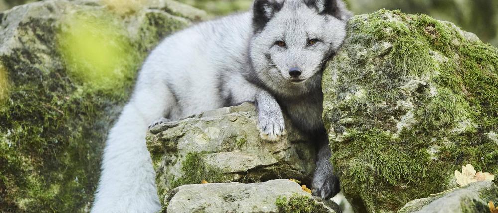 Creative Highlights World Polarfuchs (Vulpes lagopus) auf einem Felsen, Bayern, Deutschland, Europa