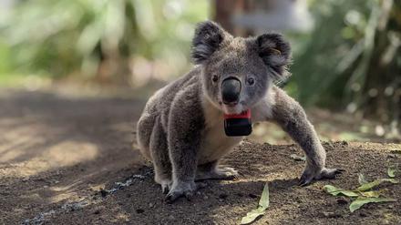 Ein Koala auf dem Boden - in freier Wildbahn kann das für die Tiere schnell lebensgefährlich werden, zeigt eine Studie.