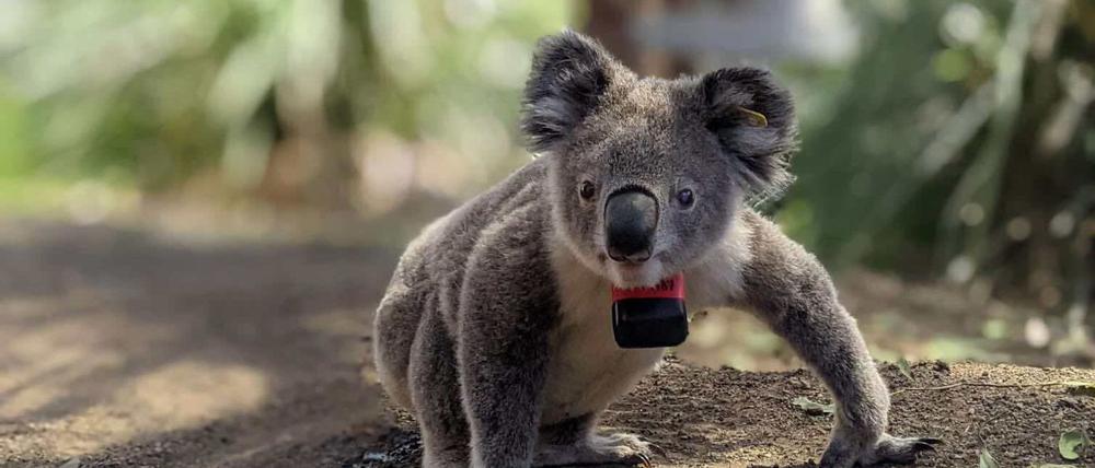 Ein Koala auf dem Boden - in freier Wildbahn kann das für die Tiere schnell lebensgefährlich werden, zeigt eine Studie.