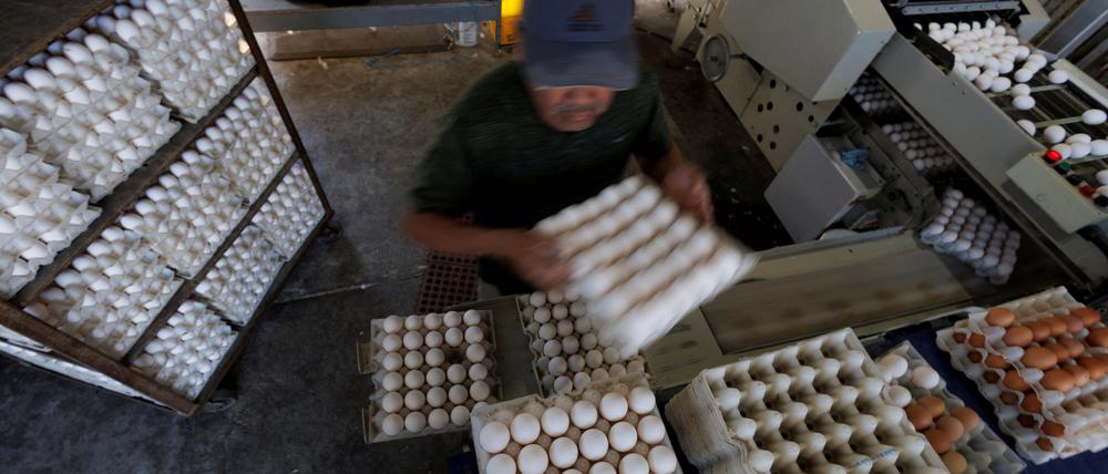 Eierproduktion in Kalifornien.