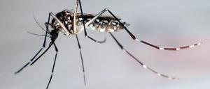 Eine Ägyptische Tigermücke: Sie überträgt Krankheiten wie Dengue-Fieber, Gelbfieber und Zika-Fieber.