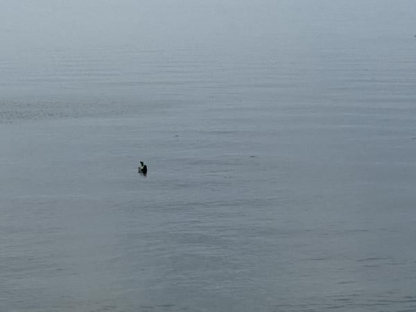 Eine Robbe schwimmt im Meer