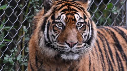 Sumatra-Tiger kommen nur auf der gleichnamigen Insel vor, aber es werden immer weniger. (Archivbild)