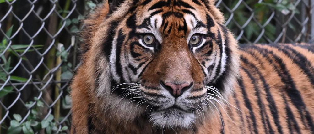 Sumatra-Tiger kommen nur auf der gleichnamigen Insel vor, aber es werden immer weniger. (Archivbild)