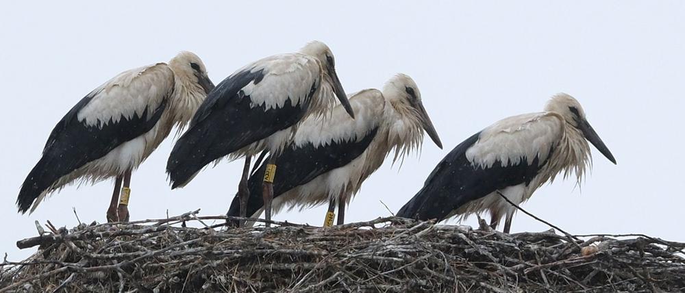 Schauer im Norden und Sonne im Süden zeigt die Wettervorhersage für Sonntag.