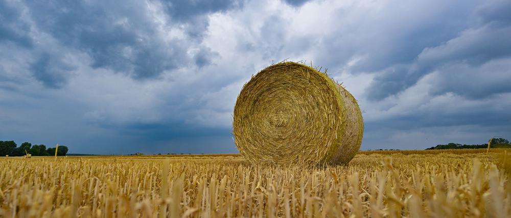 Der Regen kann die Getreideernte bremsen - doch Einbußen sind derzeit nicht befürchten, sagt Brandenburgs Bauernpräsident Wendorff. (Archivbild)