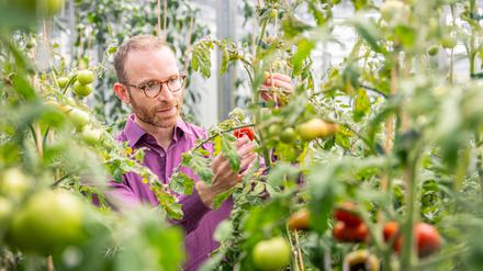 Die Forschung von Daniel Dunkelmann konzentriert sich auf Chloroplasten aus der Familie der Nachtschattengewächse, zu denen Tomaten, Kartoffeln oder Tabak gehören. 