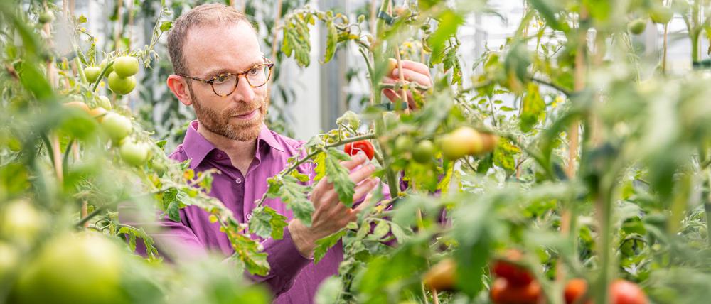 Die Forschung von Daniel Dunkelmann konzentriert sich auf Chloroplasten aus der Familie der Nachtschattengewächse, zu denen Tomaten, Kartoffeln oder Tabak gehören. 