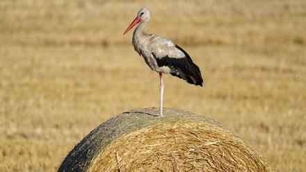 Ein Weißstorch steht in der Morgensonne nur auf einem Bein auf einer Strohrolle auf einem abgeernteten Getreidefeld. 