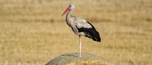 Ein Weißstorch steht in der Morgensonne nur auf einem Bein auf einer Strohrolle auf einem abgeernteten Getreidefeld. 