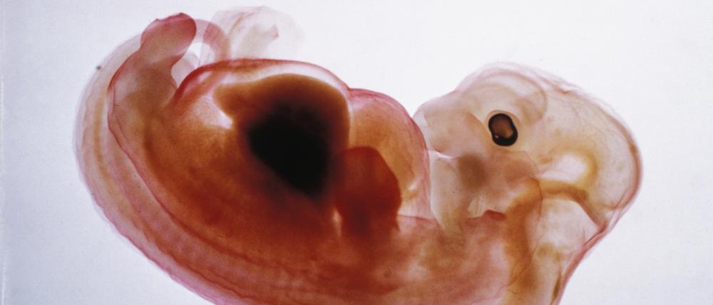 Ein menschlicher Embryo
