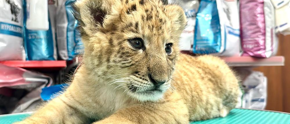 Ein Liger-Baby sitzt im Zoo von Zaharesti, nahe der Stadt Suceava, im Nordosten Rumäniens (undatierte Aufnahme).