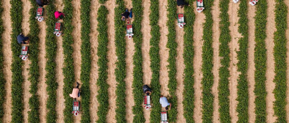 Erntehelfer pflücken auf einem Feld Erdbeeren.