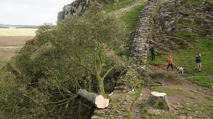 Großbritannien, Northumberland: Forensische Ermittler der Polizei Northumbria untersuchen den illegal gefällten Berg-Ahorn-Baum („Sycamore Tree“) am Hadrianswall in Northumberland. Berichten zufolge soll der Baum über 400 Jahre alt gewesen sein. (Archivbild)
