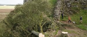 Großbritannien, Northumberland: Forensische Ermittler der Polizei Northumbria untersuchen den illegal gefällten Berg-Ahorn-Baum („Sycamore Tree“) am Hadrianswall in Northumberland. Berichten zufolge soll der Baum über 400 Jahre alt gewesen sein. (Archivbild)