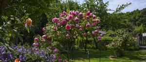 Die Kleingärten auf landeseigenen Flächen in Berlin sollen dauerhaft gesichert werden. (Archivbild) 