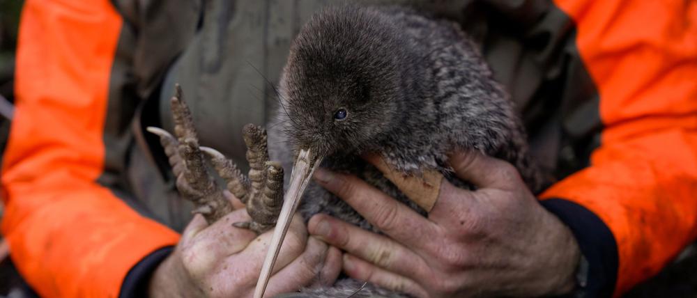 Die Entdeckung des Kiwi wird von Experten als Wunder gefeiert.