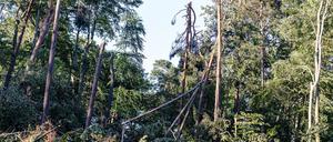 Das Tegeler Hafenfest sollte ursprünglich in der kommenden Woche stattfinden. (Archivbild)