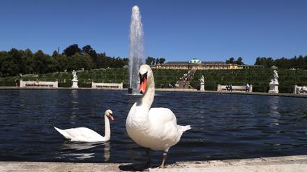 Ein Archivbild von 2019: Das damalige Schwanenpaar von Sanssouci. 
