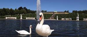 Ein Archivbild von 2019: Das damalige Schwanenpaar von Sanssouci. 